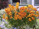 شب بوی خیری